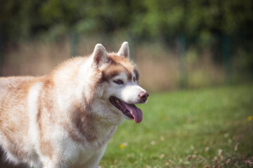 Husky dog face portrait in a sunny meadow. Space for text.