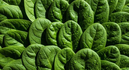 Obraz premium Fresh green spinach leaves with water droplets, a vibrant and healthy background for nutrition, wellness and organic food concepts