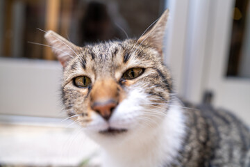 A detailed close-up of a tabby cat, showcasing its curious expression and unique fur patterns, portrait essence of feline curiosity and personality.