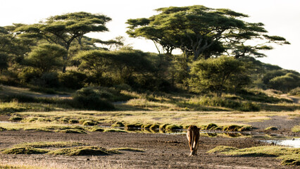 Lioness walking across savannah landscape in Serengeti, Tanzania (Panthera leo)