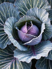 Fototapeta premium Cabbage growth stage organic farm close-up photography natural light aerial view plant health concepts
