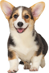 Happy tricolor corgi puppy sitting isolated on transparent background with upright ears and joyful expression. Concept of pet companionship, animal care, cuteness, and playful domestic life.