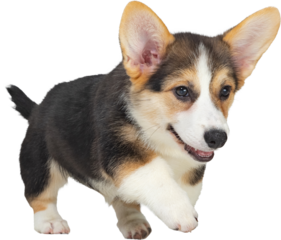 Playful tricolor corgi puppy walking isolated on transparent background with lively posture and bright eyes. Concept of pet companionship, energy, cuteness, and joyful home atmosphere.