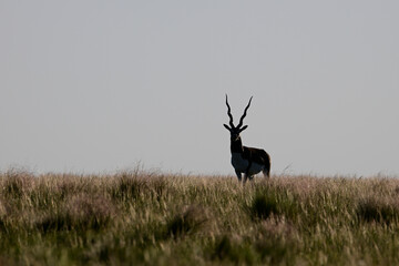 Male Blackbuck Antelope in Pampas plain environment, La Pampa province, Argentina