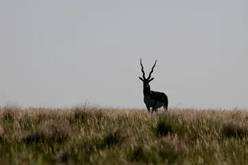Fototapeten Antilope Male Blackbuck Antelope in Pampas plain environment, La Pampa province, Argentina  © foto4440