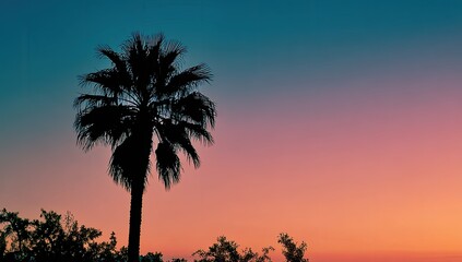 Silhouette palm tree at sunset