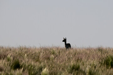 Female Blackbuck Antelope in Pampas plain environment, La Pampa province, Argentina