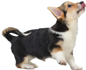 Playful corgi puppy standing on hind legs with tongue out on transparent background. Concept of canine curiosity, excitement, joyful interaction, pet training, and adorable domestic moments.