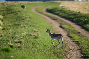 Female Blackbuck Antelope in Pampas plain environment, La Pampa province, Argentina