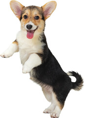 Playful tricolor corgi standing on hind legs with happy expression on transparent background....