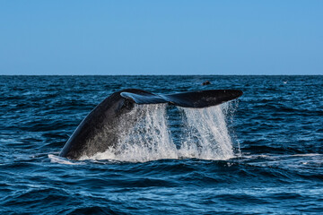 Sohutern right whale whale tail fluke, Peninsula Valdes, Patagonia,Argentina