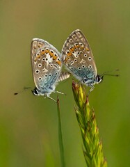 Obraz premium Two butterflies on a blade of grass