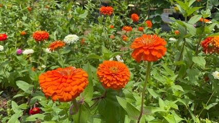  Flowers zinnia elegans. Flowers in the garden. Assortment of pink-shaded zinnias in a flower patch. Vines of zinnia elegans flowers in the field with sunflowers and wildflowers, field, blooming, red
