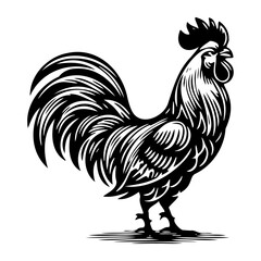 rooster isolated on white