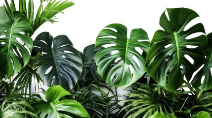 lush tropical foliage, dense jungle canopy, vibrant green leaves, tropical plant life, monstera deliciosa, palm fronds, verdant vegetation, dense forest undergrowth, natural habitat, wild, overgrown, 