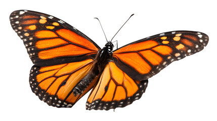 butterfly isolated on white