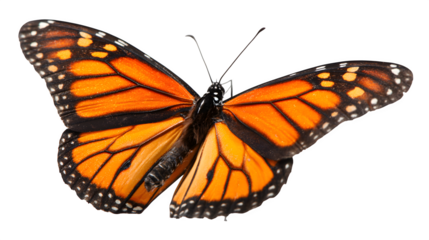 butterfly isolated on white