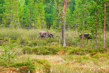 Reindeer in their natural habitat. Lapland Nature Reserve.