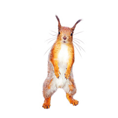 Funny red squirrel standing and looking at camera. Isolated on white background.