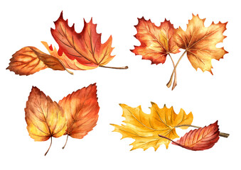Fototapeta premium Autumn colorful leaves set. Hand-drawn watercolor illustration, isolated on white background