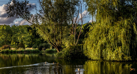 Fototapeta premium Sunset on a pond in Santeny, france
