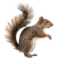 High‑resolution full‑body squirrel PNG cutout on seamless transparent background for wildlife branding, children&rsquo;s educational graphics, forest‑themed designs, e‑commerce mockups