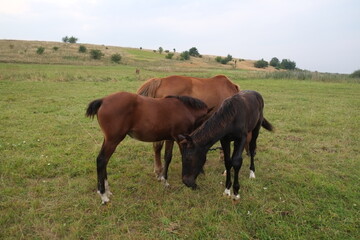 Obraz premium horses eating grass on the pasture