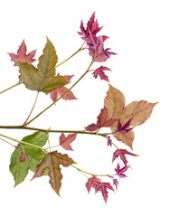 Acer foliage, Colorful maple leaves, isolated on white background with clipping path