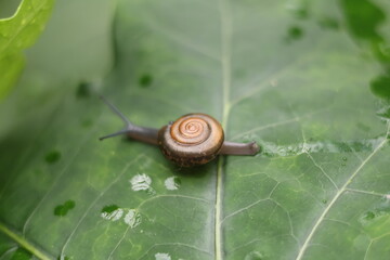 A slow brown snail with a spiral shell crawls on a green leaf in a garden close-up