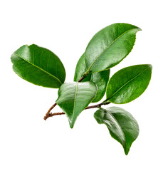 Green leaves, Small green foliage on twig isolated on white background with clipping path