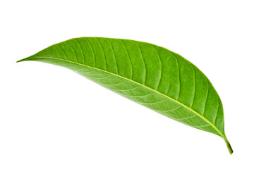 Obraz premium Green leaves, Small green foliage on twig isolated on white background with clipping path