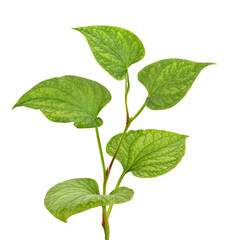 Fish mint (Houttuynia cordata), Fish leaf with flower isolated on white background, with clipping path