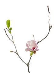 Fototapeta premium Magnolia liliiflora flower on branch with leaves, Lily magnolia flower isolated on white background, with clipping path