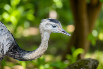 Greater rhea (Rhea americana)