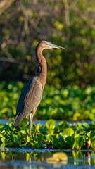 Fototapeta premium Heron standing in shallow water