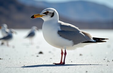 Obraz premium Seagull standing on sandy beach with other birds in background and mountains in distance