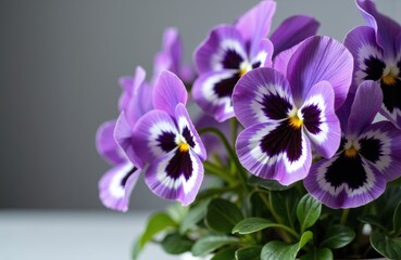 Fototapeta premium Vivid purple and white pansy flowers blooming with lush green leaves against a neutral background