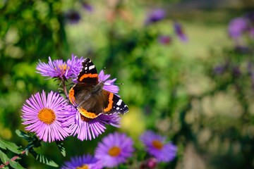 beautiful butterfly in the outdoor