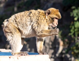 Barbary macaque in profile