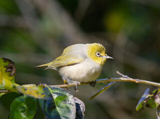 Obraz premium Silvereye or Wax-eye (Zosterops lateralis) perched on a branch with bokeh background