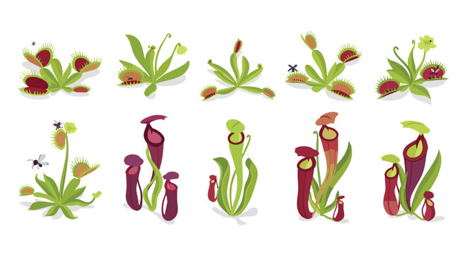 Diverse Cartoon Carnivorous Plants Vector Illustration Set, Venus Flytrap, Pitcher Plant, Insectivorous, Traps, Nature, Botany, Exotic