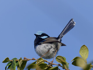 Male Superb Fairywren (Malurus cyaneus) perched on green leave branch with blue sky background