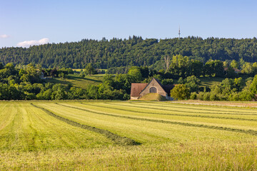 Hay grass cut in line drying under the sunny day with an old barn at the background