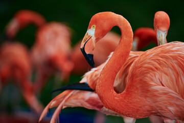 Caribbean flamingo in artificial habitat.
The Caribbean flamingo (Phoenicopterus ruber) is a species of bird from the flamingidae family. 
Four flamingo species are distributed throughout the Americas