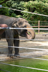 Fototapeta premium A large elephant at the zoo drinking water