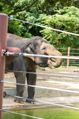 A large elephant at the zoo drinking water