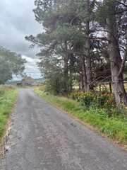 A narrow countryside road lined with lush green trees leads to a stone house nestled in the distance. Peaceful rural landscape under a cloudy sky, evoking serenity and isolation.