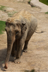 Naklejka premium A large elephant at the zoo