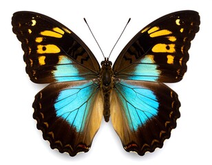 Close-up of a vibrant butterfly