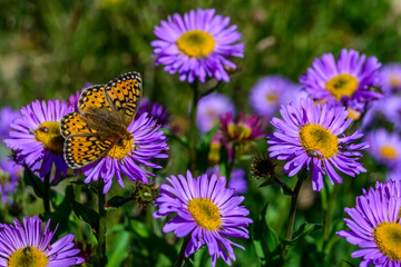 Fritillary butterfly perched on purple aster blooms in the Colorado Rocky Mountains. Asters were...